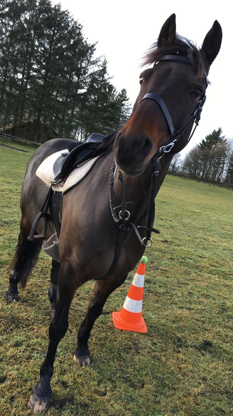 Anden særlig race Jumper  billede 17