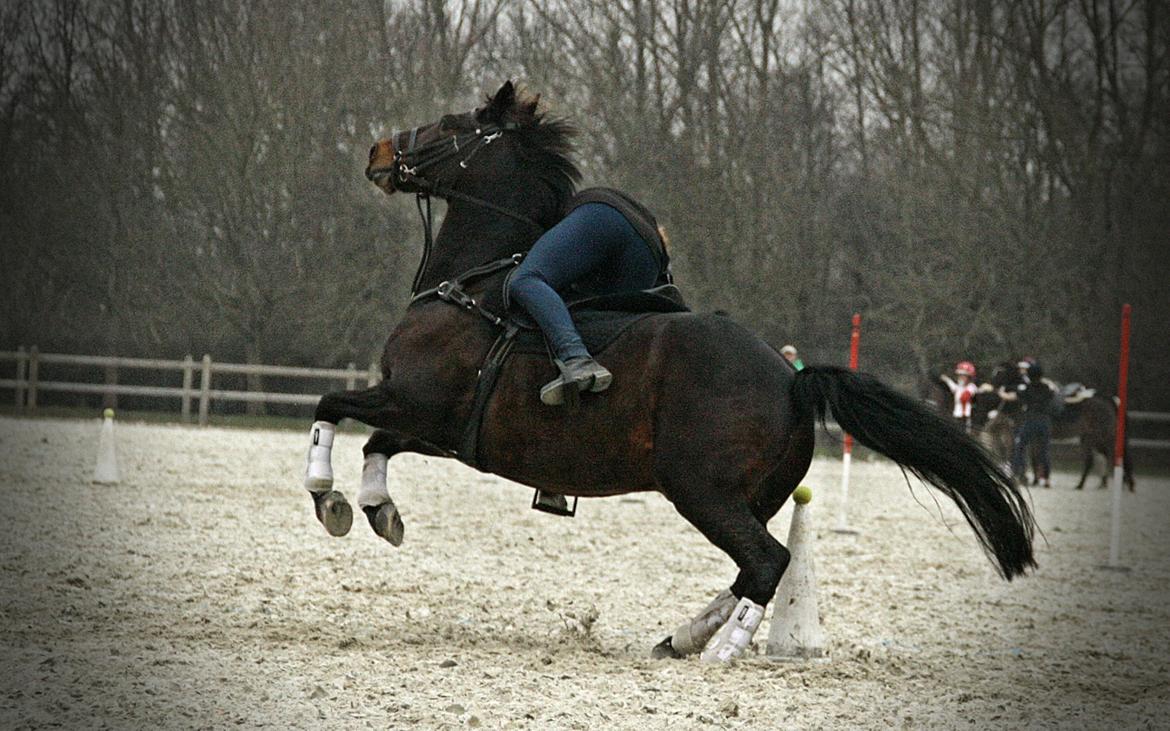 Anden særlig race Jumper  billede 18