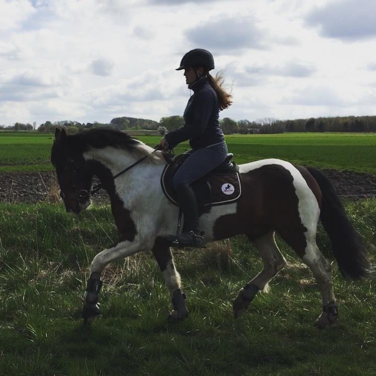 Anden særlig race Huxi  tidl. Lånepony billede 1