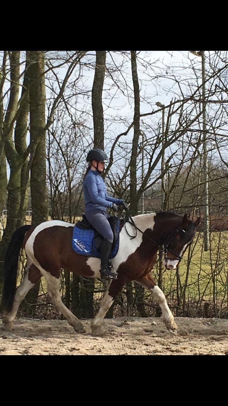 Anden særlig race Huxi  tidl. Lånepony billede 3