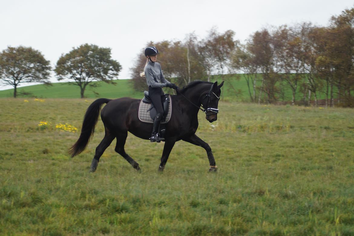 Dansk Varmblod Diega gold s.g. - Dressurtræning - Oktober billede 7