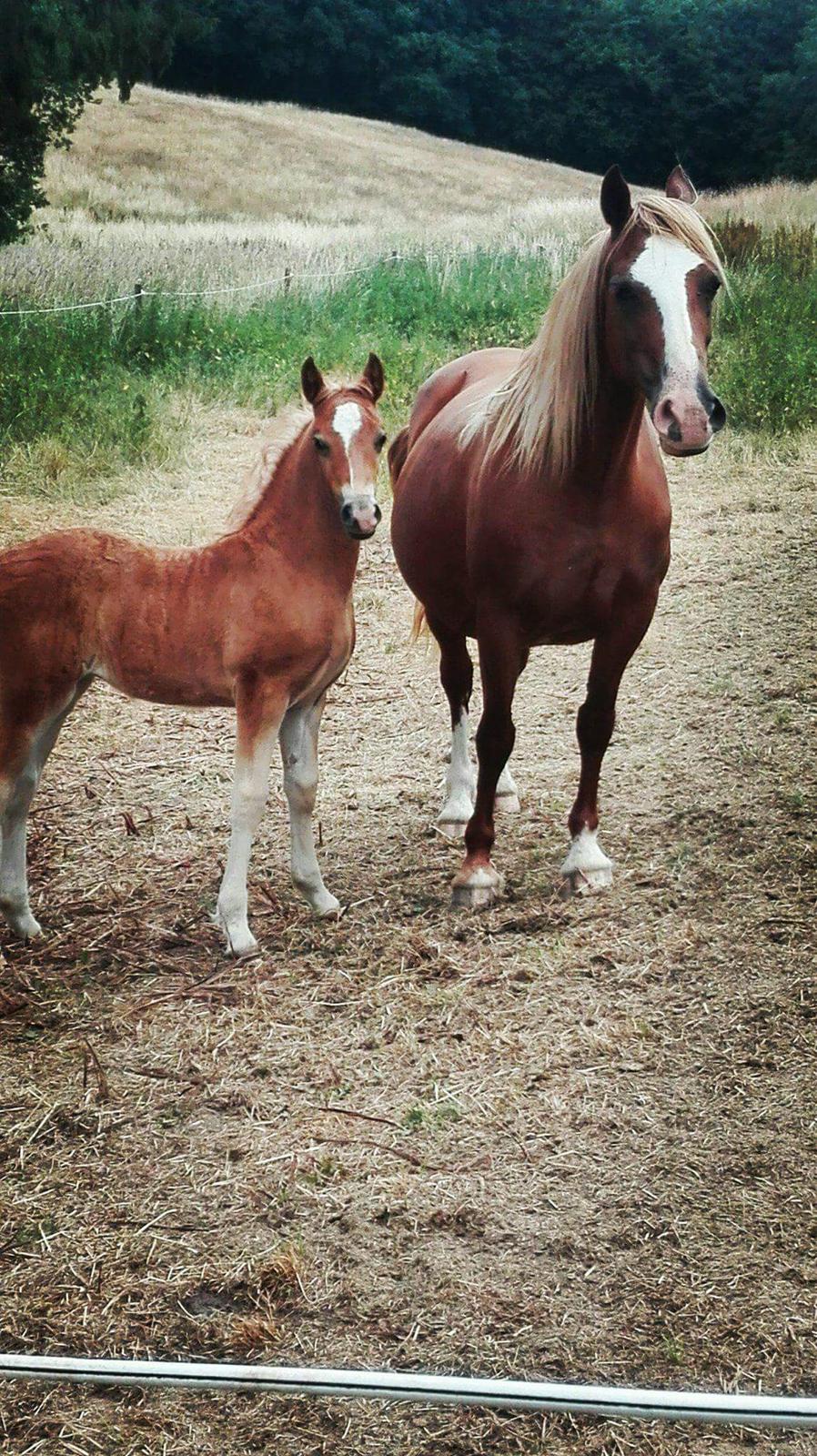 Welsh Cob (sec D) Tyngwndwn Cinderella  SOLGT billede 1
