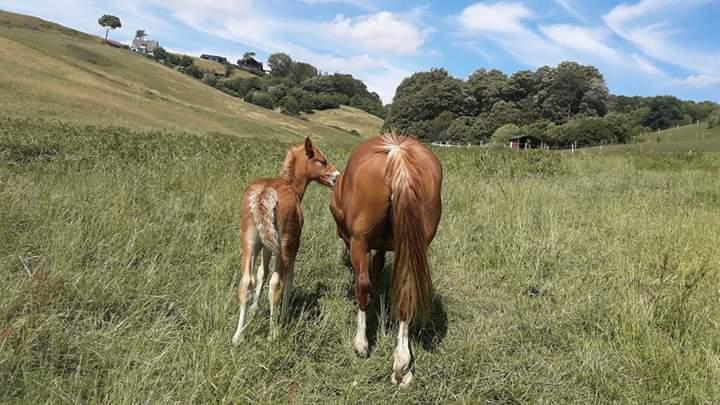 Welsh Cob (sec D) Tyngwndwn Cinderella  SOLGT billede 2