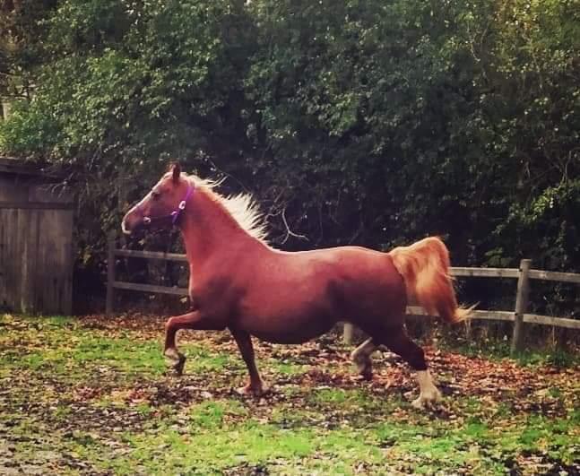 Welsh Cob (sec D) Tyngwndwn Cinderella  SOLGT billede 3