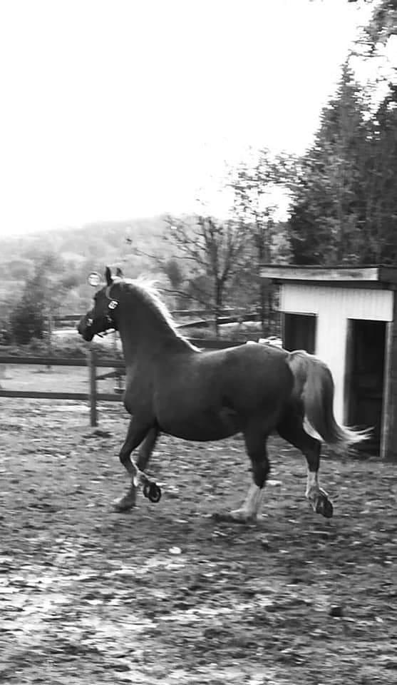 Welsh Cob (sec D) Tyngwndwn Cinderella  SOLGT billede 4