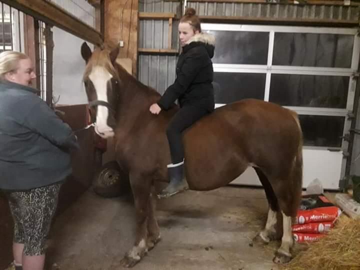 Welsh Cob (sec D) Tyngwndwn Cinderella  SOLGT billede 5