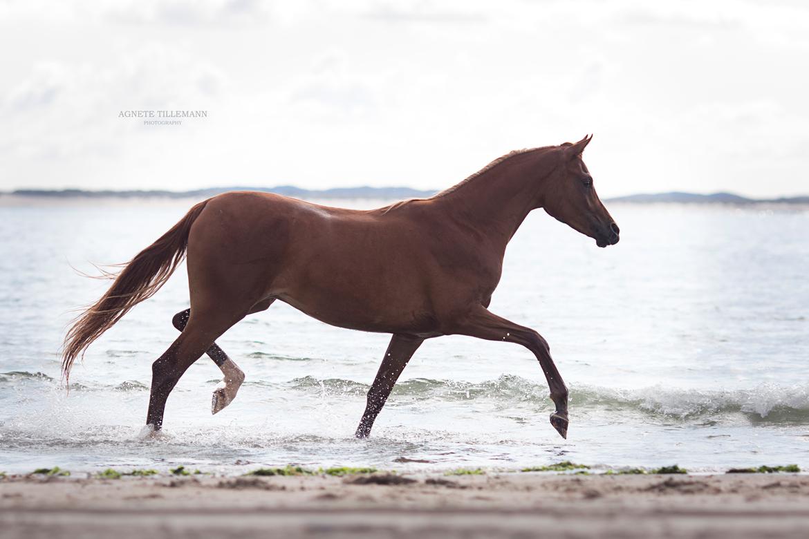 Arabisk fuldblod (OX) Norx NWA ox billede 17