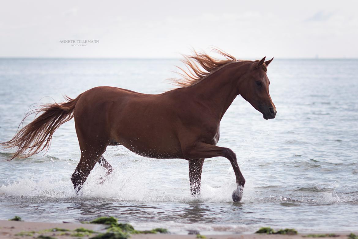 Arabisk fuldblod (OX) Norx NWA ox billede 19