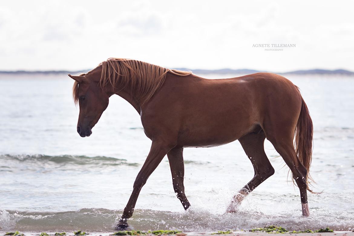 Arabisk fuldblod (OX) Norx NWA ox billede 20