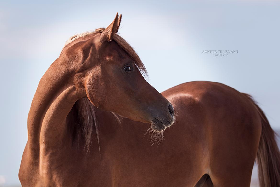 Arabisk fuldblod (OX) Norx NWA ox billede 21