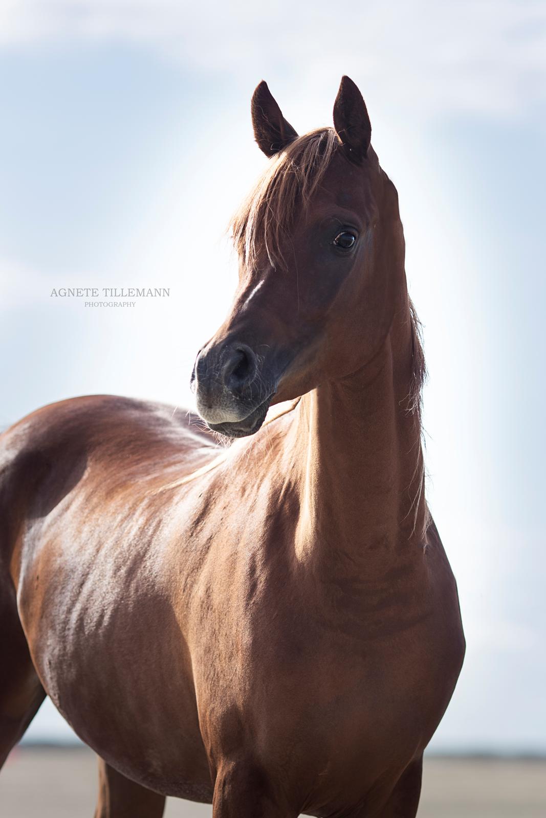 Arabisk fuldblod (OX) Norx NWA ox billede 18