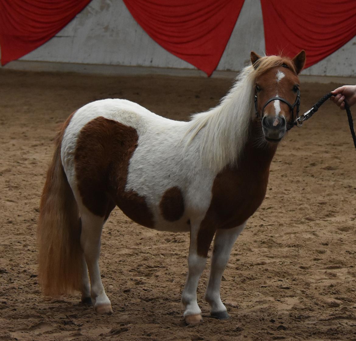 Shetlænder Dalsgaards anastacia billede 1