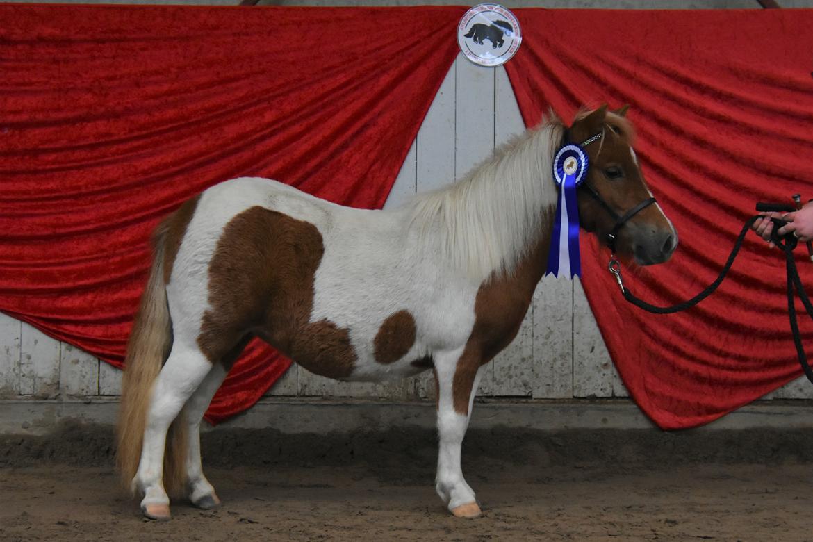 Shetlænder Dalsgaards anastacia billede 4