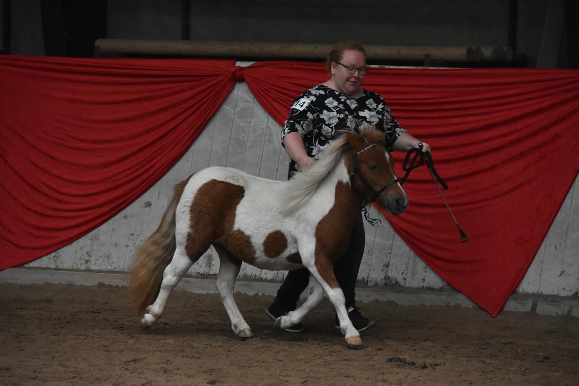 Shetlænder Dalsgaards anastacia billede 2