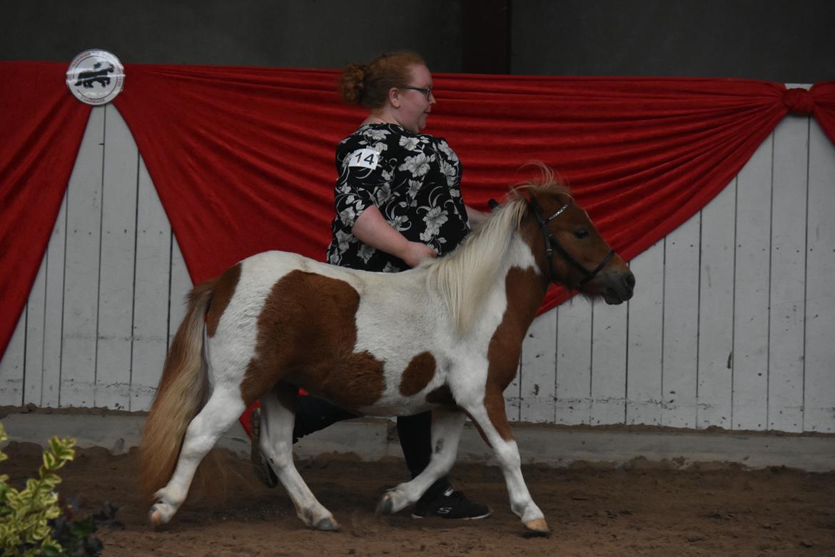 Shetlænder Dalsgaards anastacia billede 6