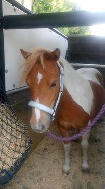 Shetlænder Dalsgaards anastacia billede 7