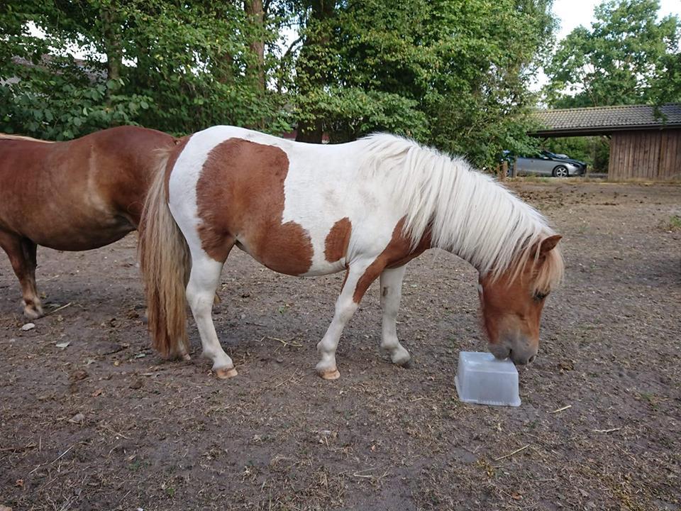 Shetlænder Dalsgaards anastacia billede 9