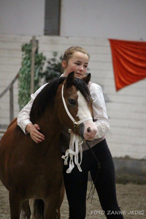 Welsh Mountain (sec A) Padesølund's Just Belle  SOLGT billede 16