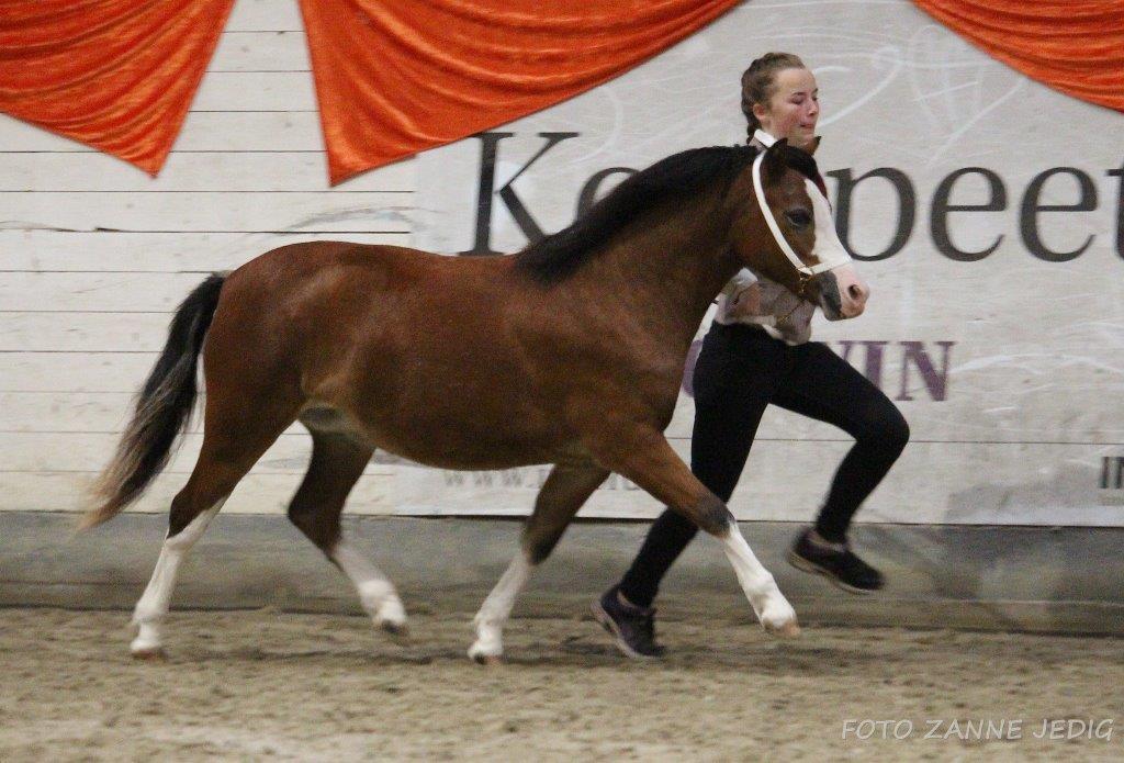 Welsh Mountain (sec A) Padesølund's Just Belle  SOLGT billede 17