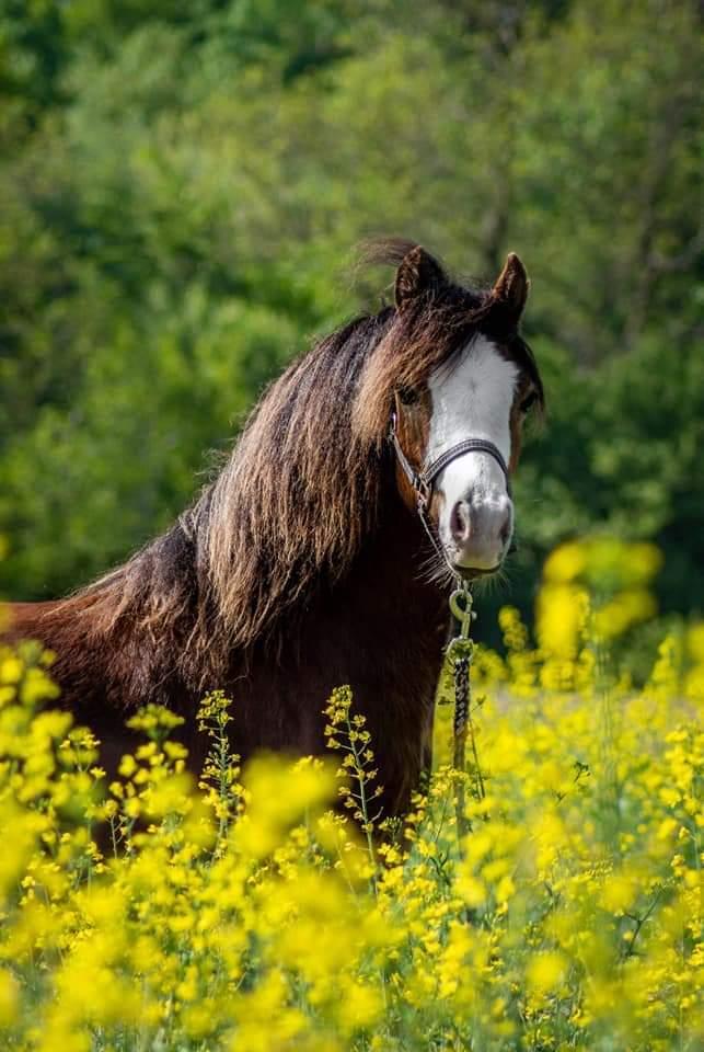 Welsh Mountain (sec A) Padesølund's Just Belle  SOLGT billede 18