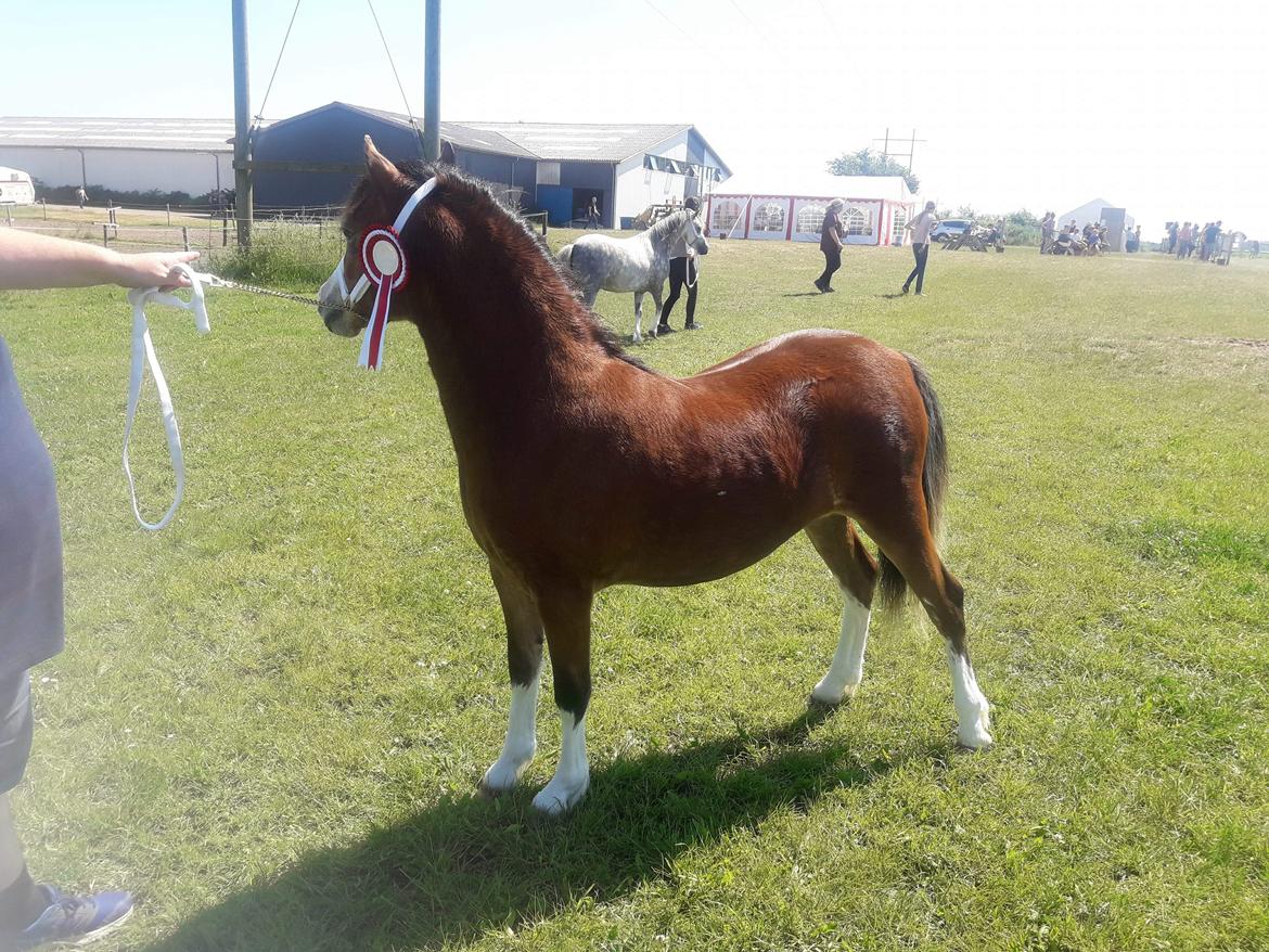 Welsh Mountain (sec A) Padesølund's Just Belle  SOLGT billede 19