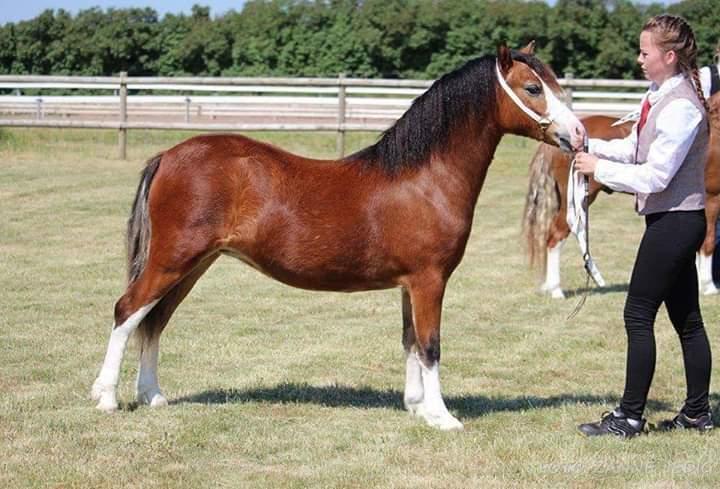 Welsh Mountain (sec A) Padesølund's Just Belle  SOLGT billede 20