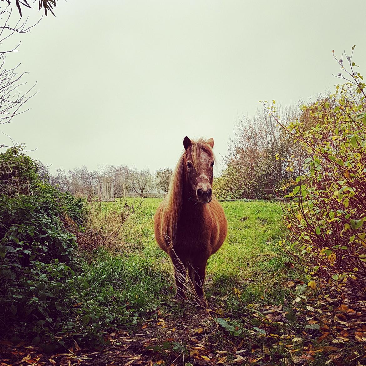 Knabstrupper Pippi SOLGT billede 27