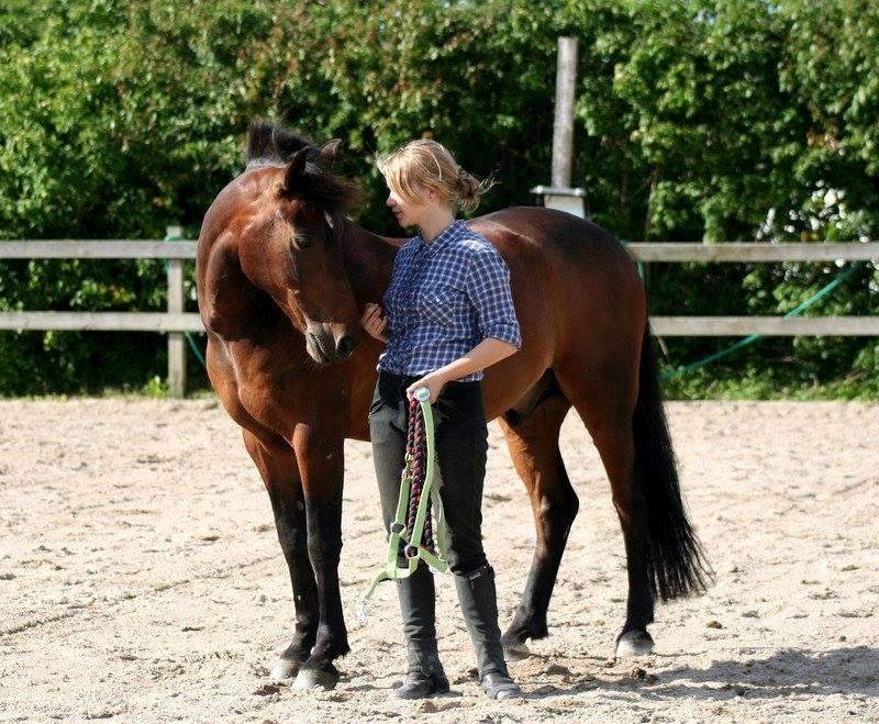 New Forest Navarana's Dion - Verdens bedste pony fyr billede 1