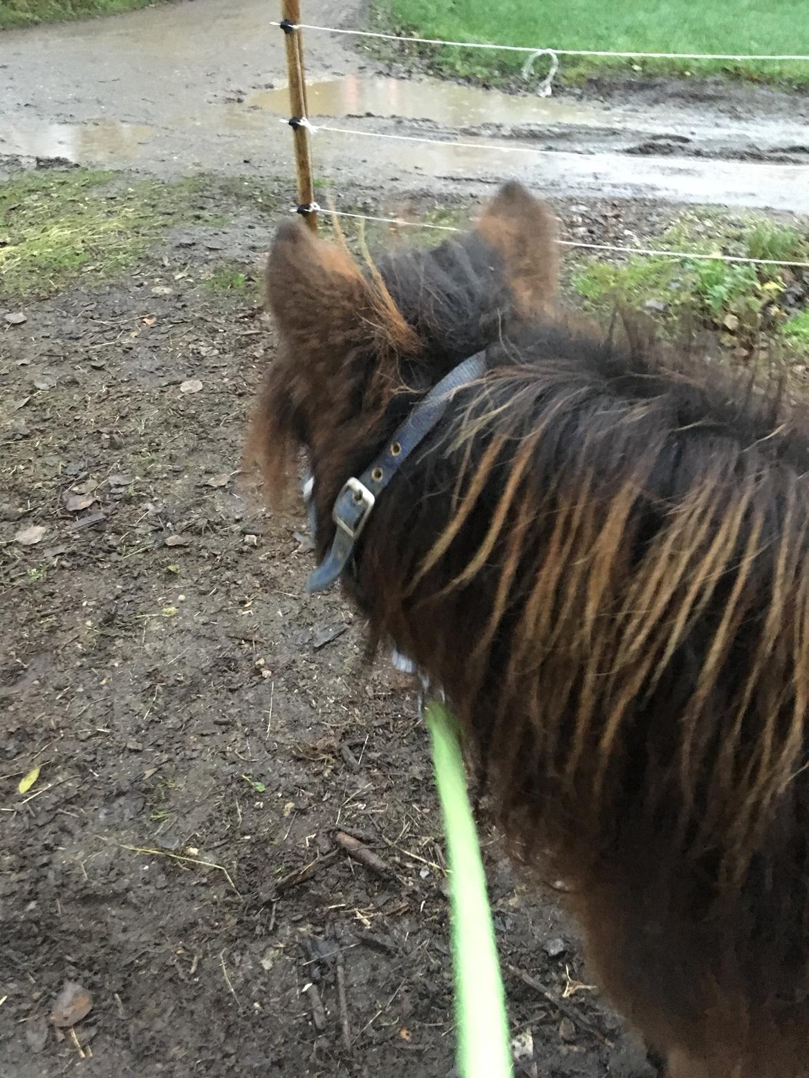 Shetlænder I Kildevælds Jamie billede 11