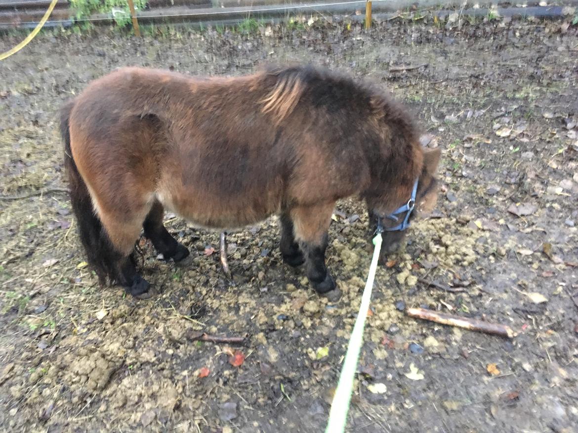 Shetlænder I Kildevælds Jamie billede 10