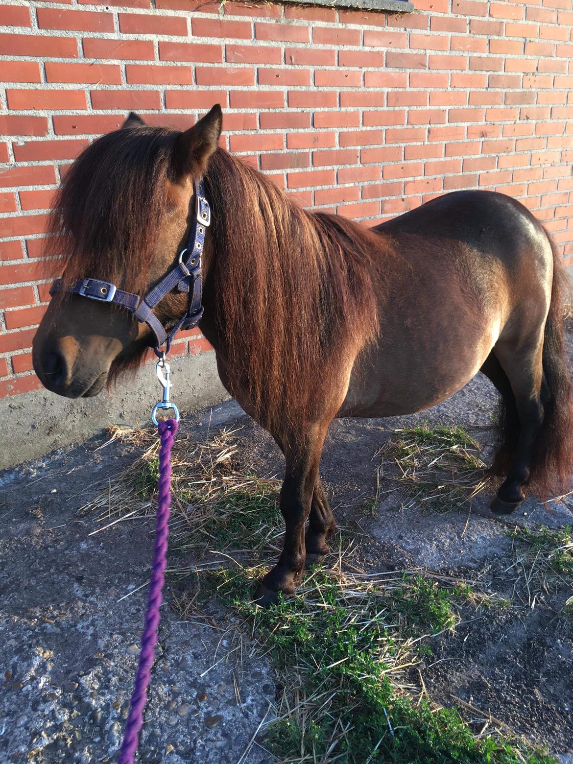 Shetlænder I Kildevælds Jamie billede 12