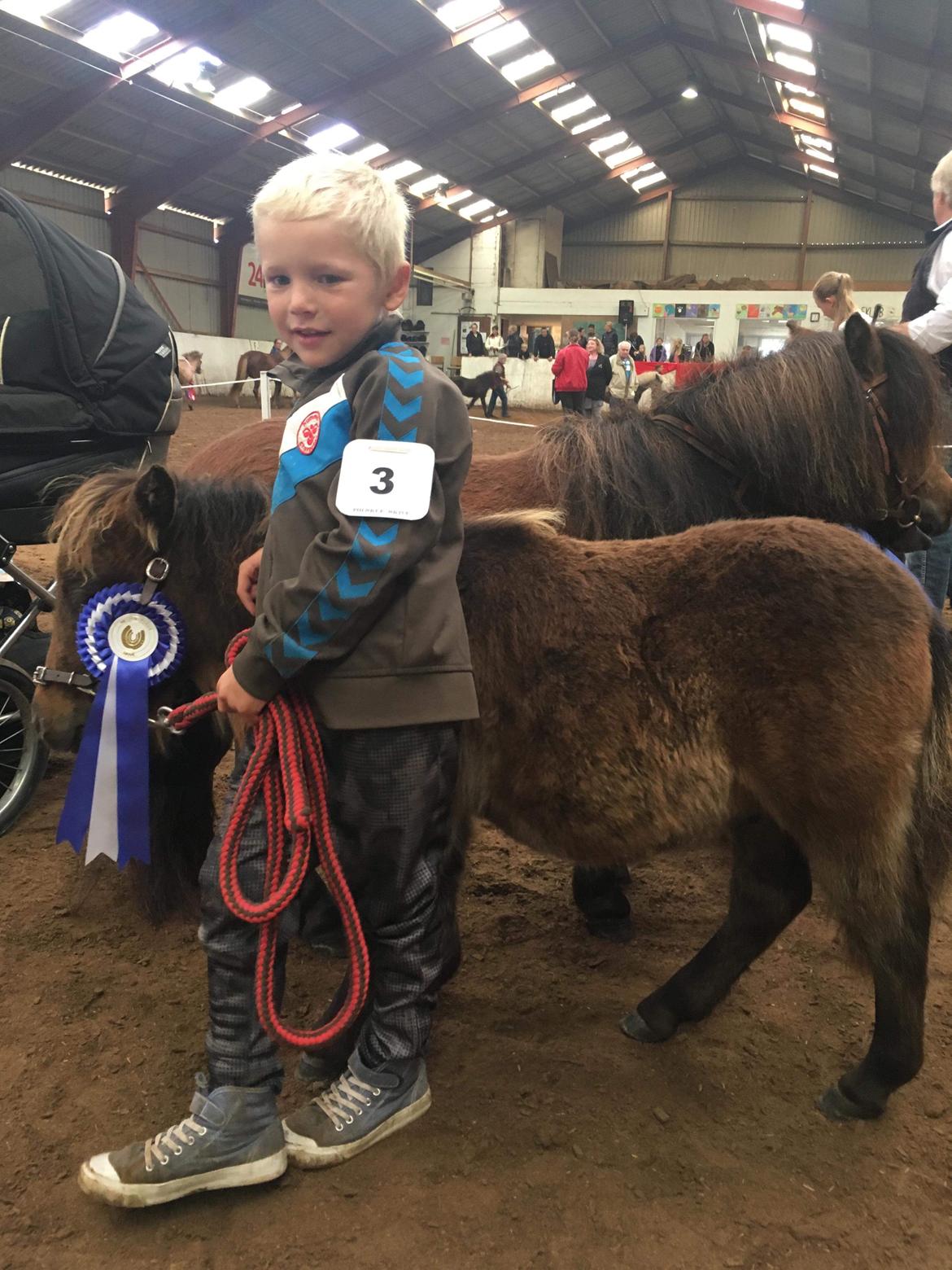 Shetlænder I Kildevælds Jamie billede 13