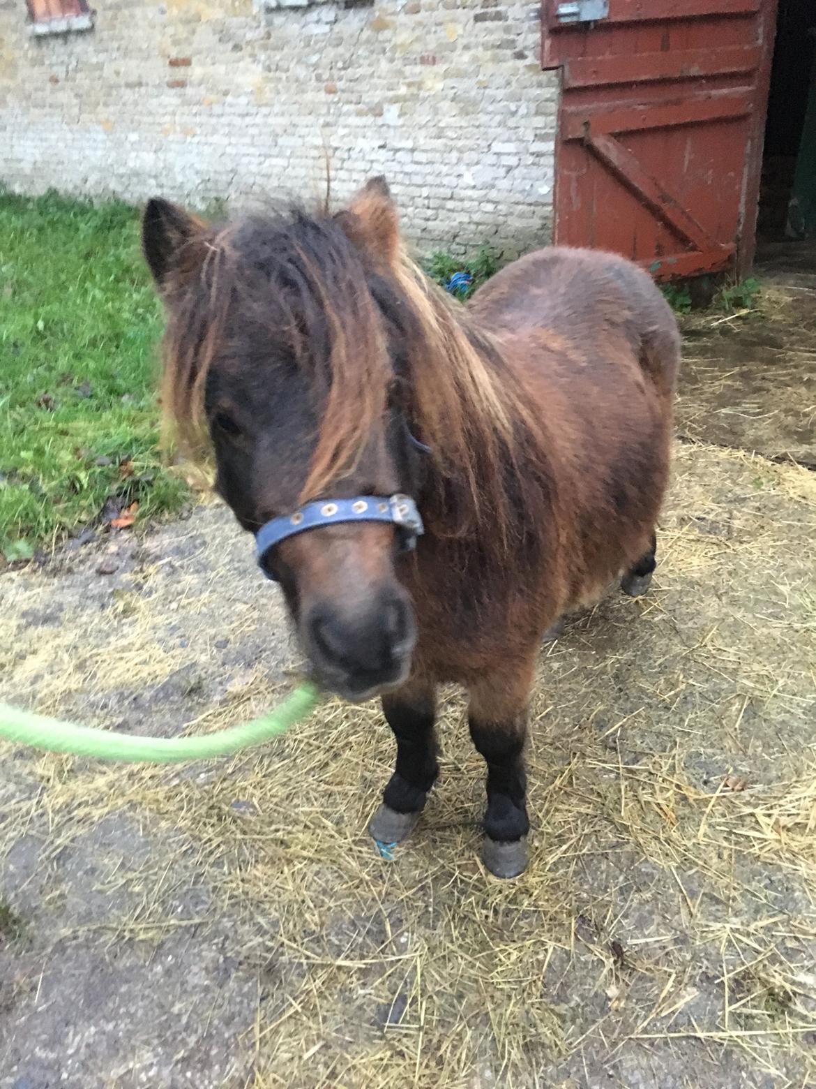 Shetlænder I Kildevælds Jamie billede 9