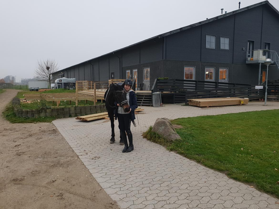 Tysk Sportspony | Etna | *Lille Pigen* |  billede 2