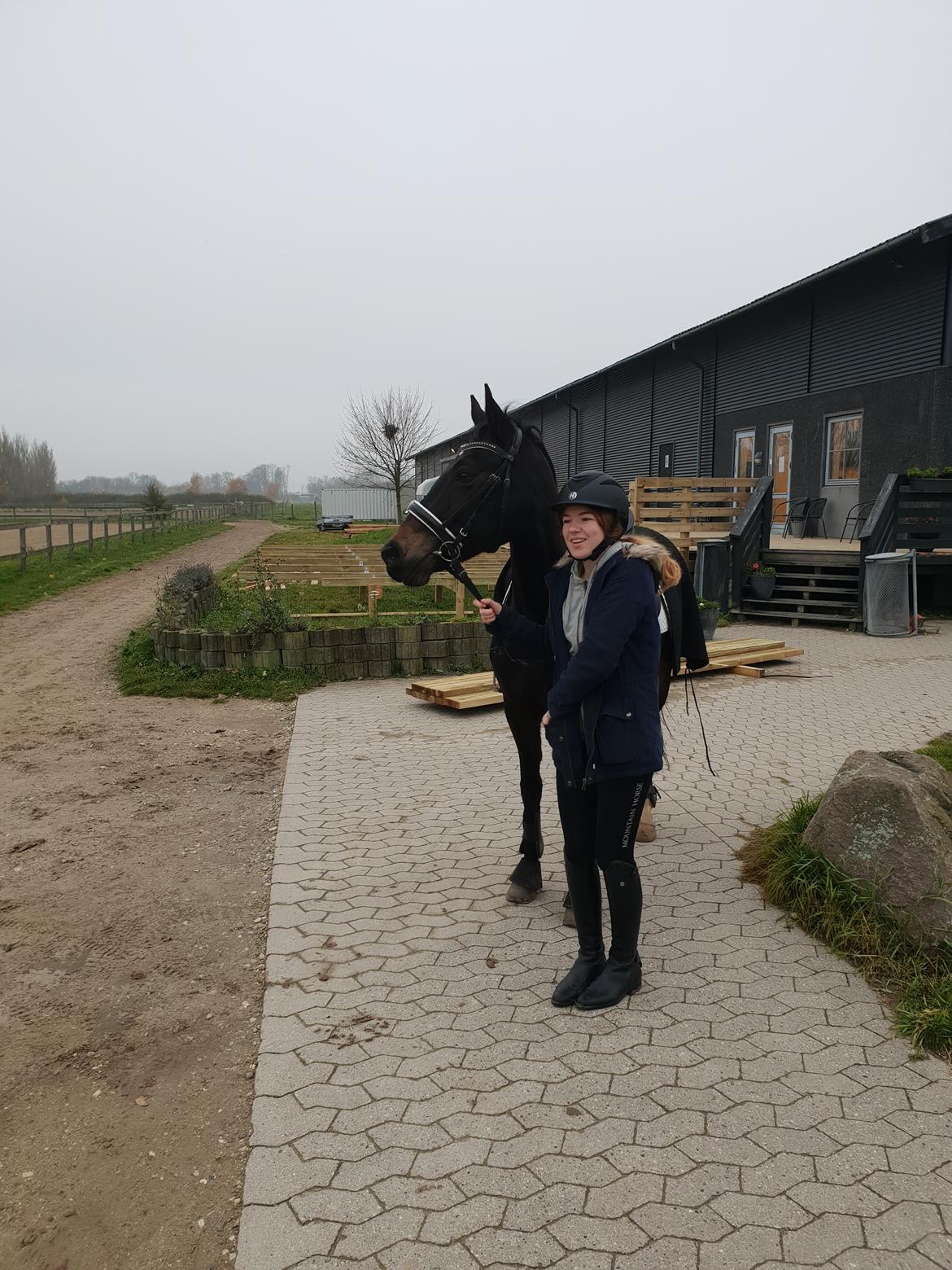 Tysk Sportspony | Etna | *Lille Pigen* |  billede 3