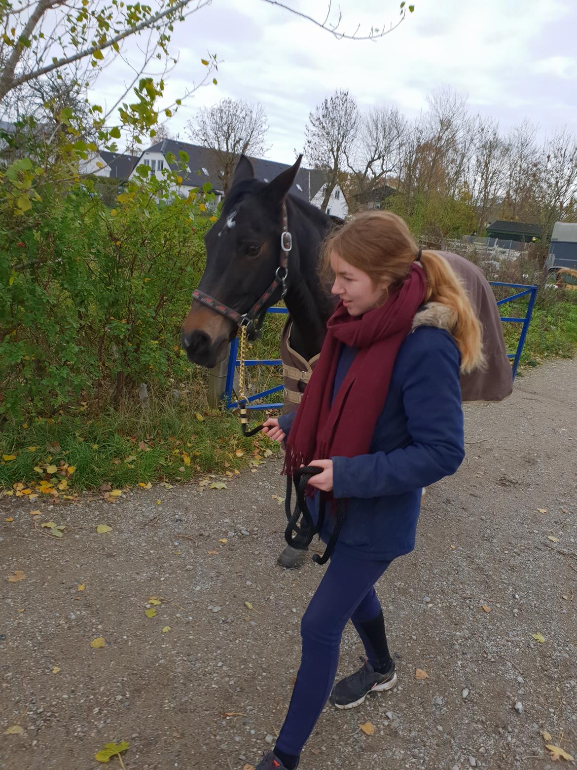 Tysk Sportspony | Etna | *Lille Pigen* |  billede 4