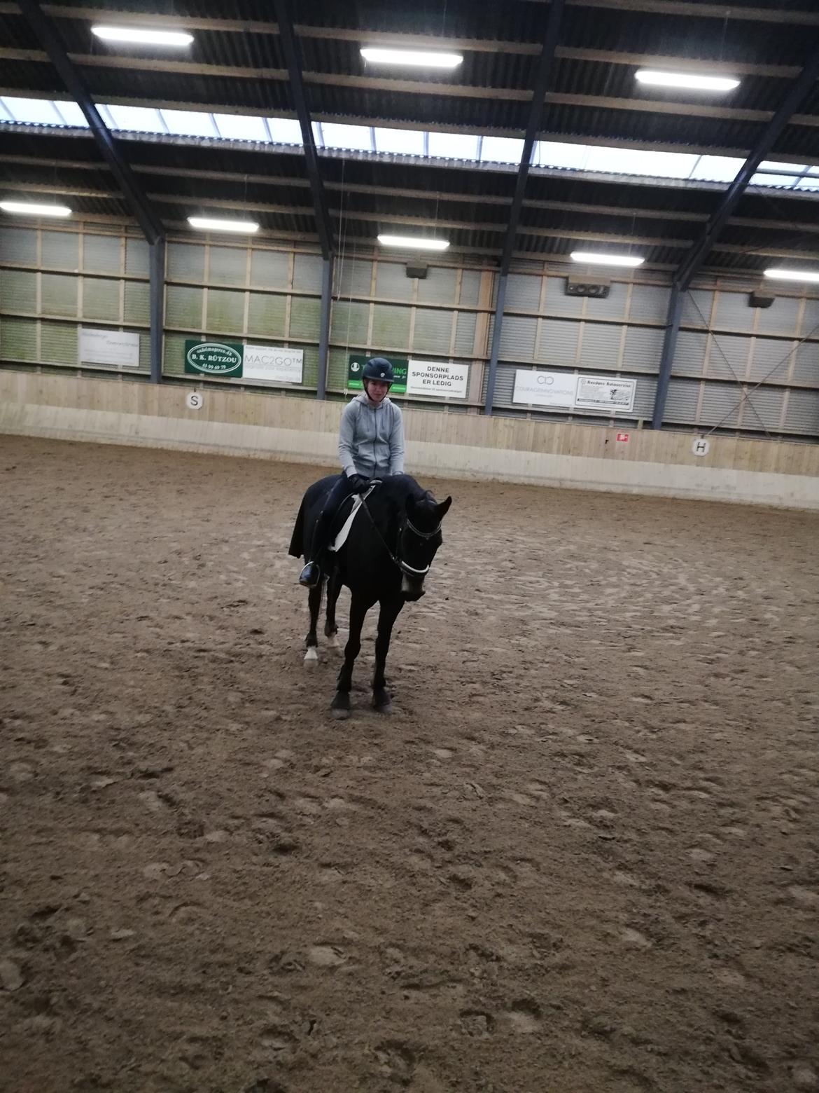 Tysk Sportspony | Etna | *Lille Pigen* |  billede 8