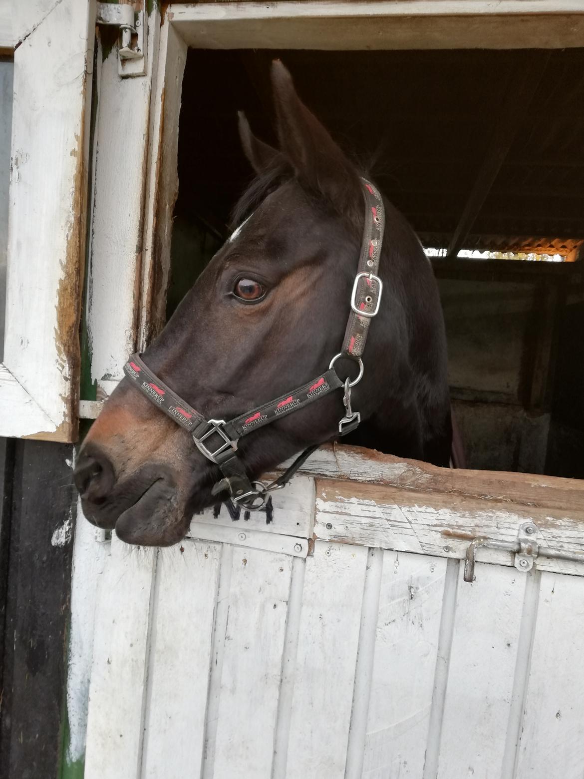 Tysk Sportspony | Etna | *Lille Pigen* |  billede 10