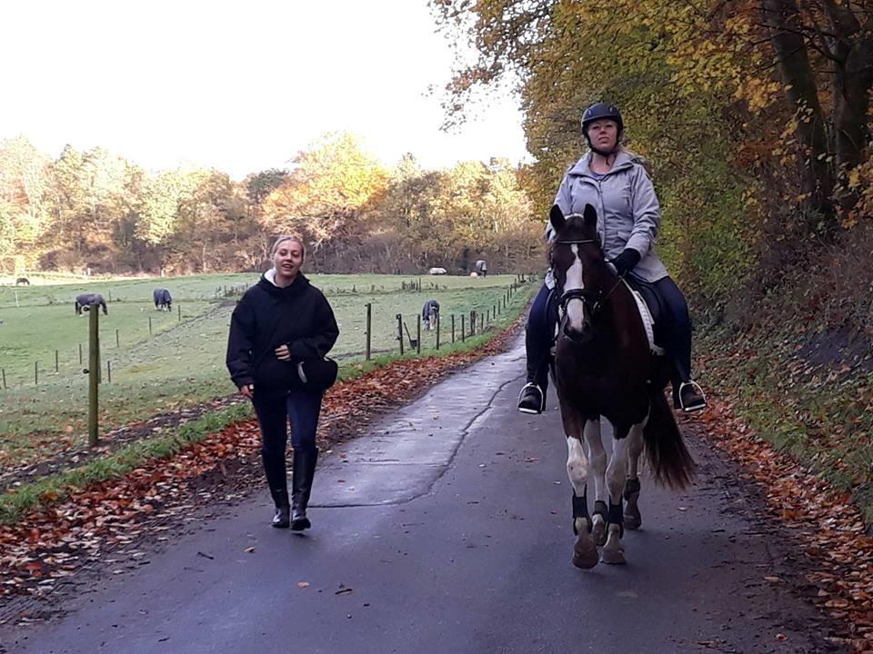Pinto Ødegårdens Kasandra (Tidl. Lånehest) - Tur til hallen billede 7