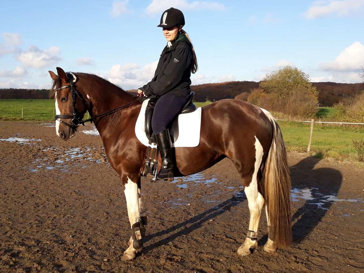 Pinto Ødegårdens Kasandra (Tidl. Lånehest) billede 2