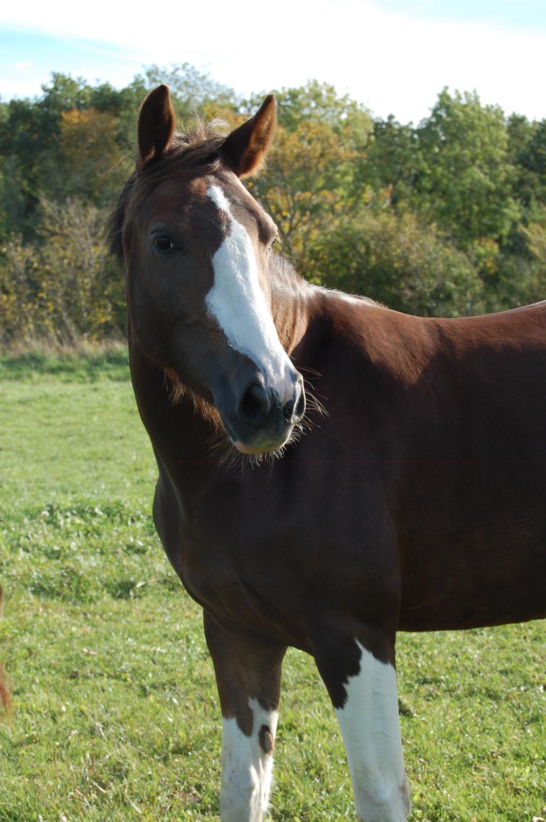 Pinto Ødegårdens Kasandra (Tidl. Lånehest) billede 8