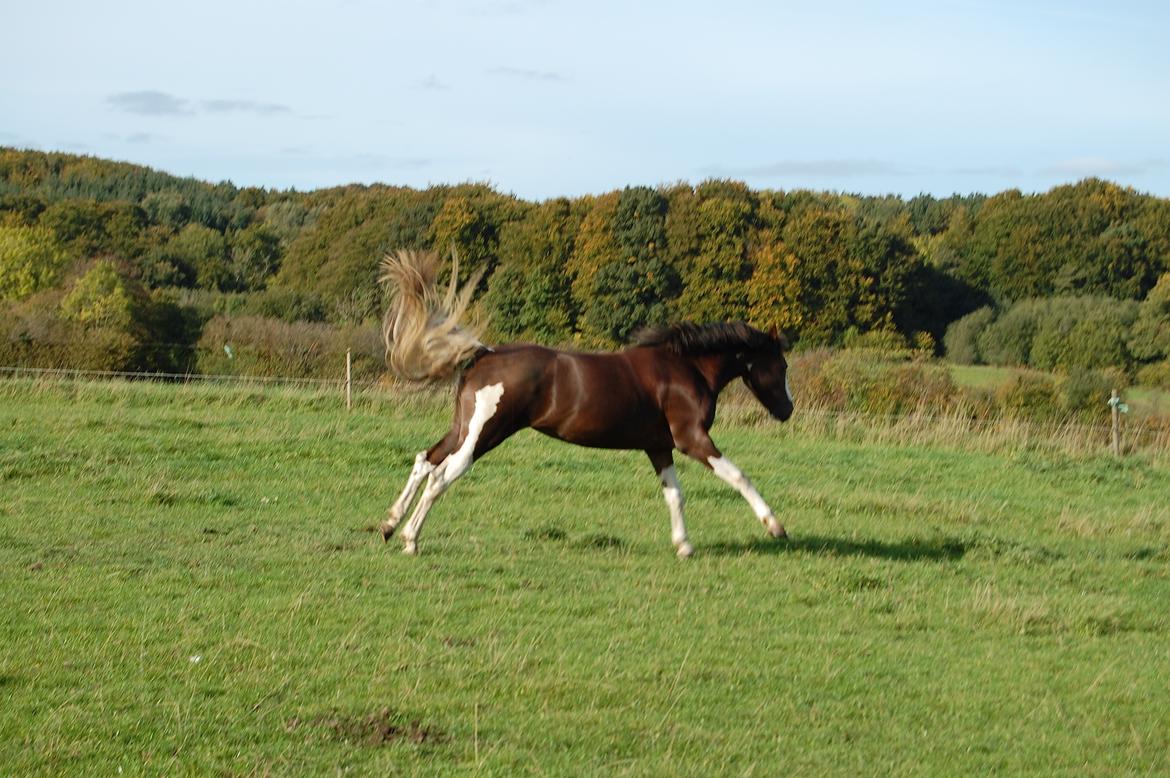 Pinto Ødegårdens Kasandra (Tidl. Lånehest) billede 5
