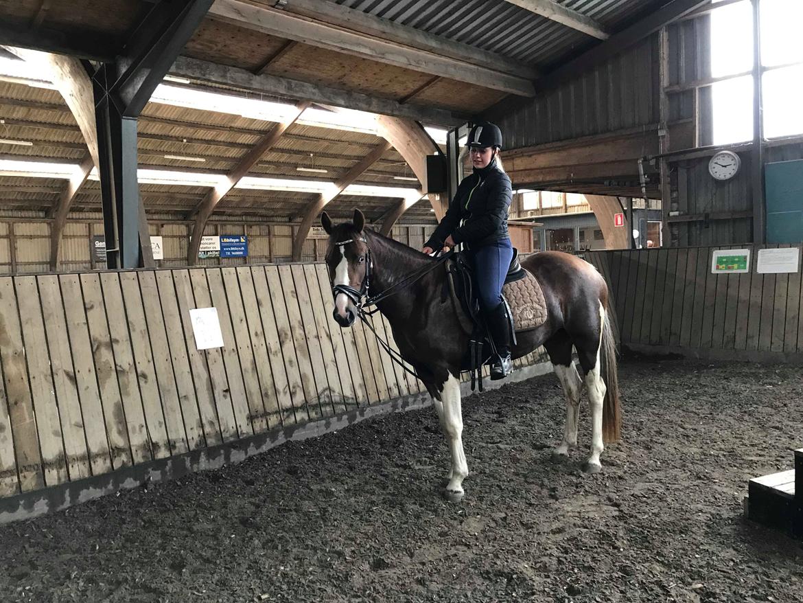 Pinto Ødegårdens Kasandra (Tidl. Lånehest) billede 4