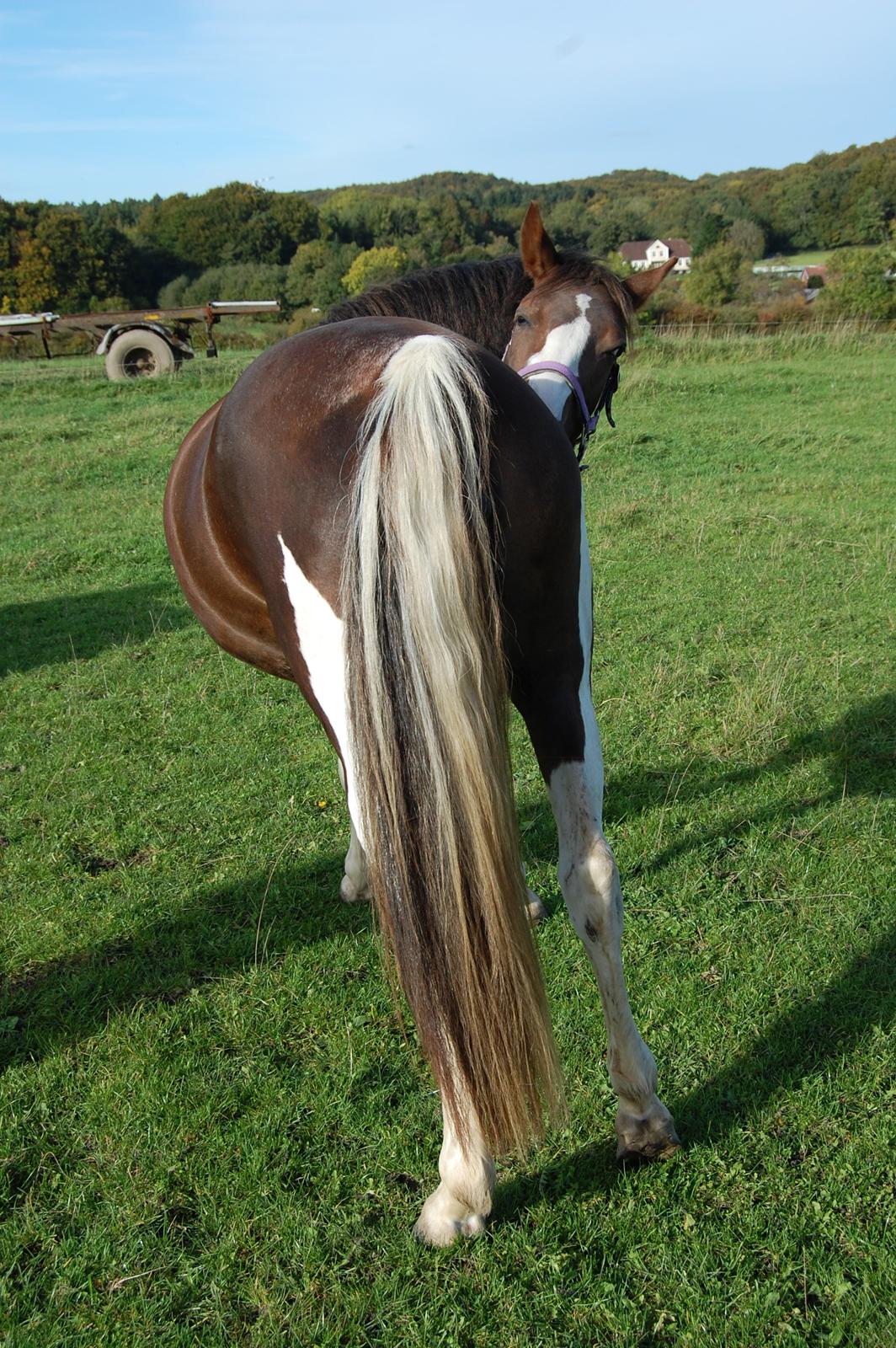Pinto Ødegårdens Kasandra (Tidl. Lånehest) billede 9