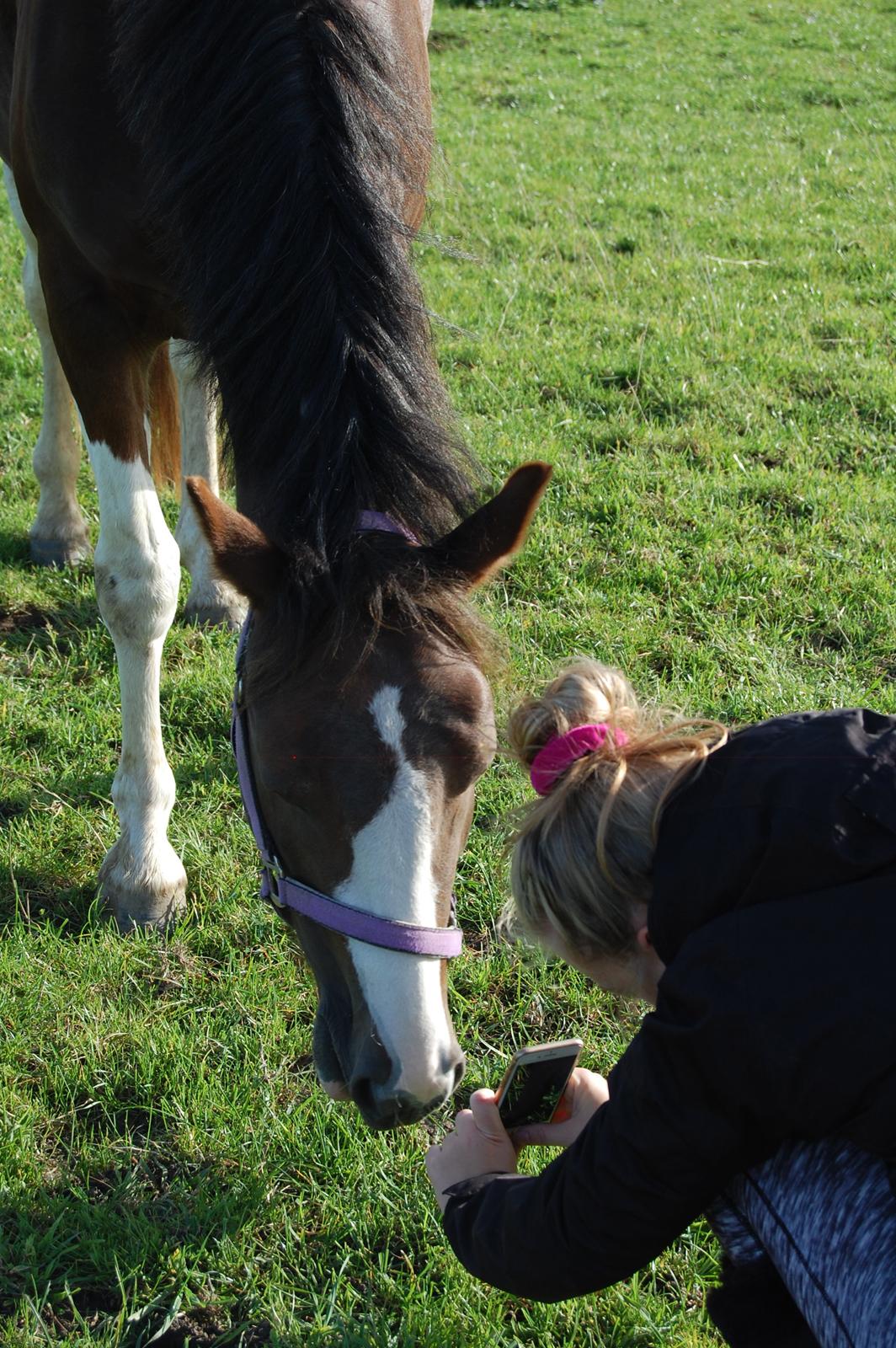 Pinto Ødegårdens Kasandra (Tidl. Lånehest) billede 10