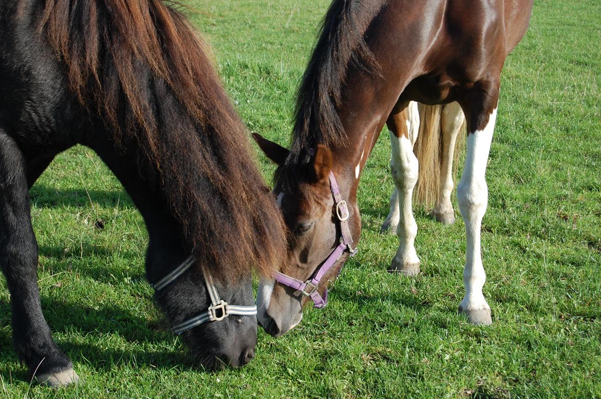 Pinto Ødegårdens Kasandra (Tidl. Lånehest) billede 11
