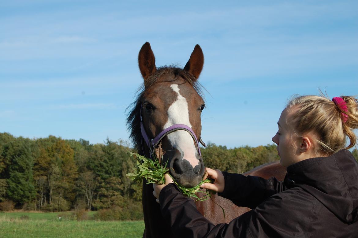 Pinto Ødegårdens Kasandra (Tidl. Lånehest) billede 3