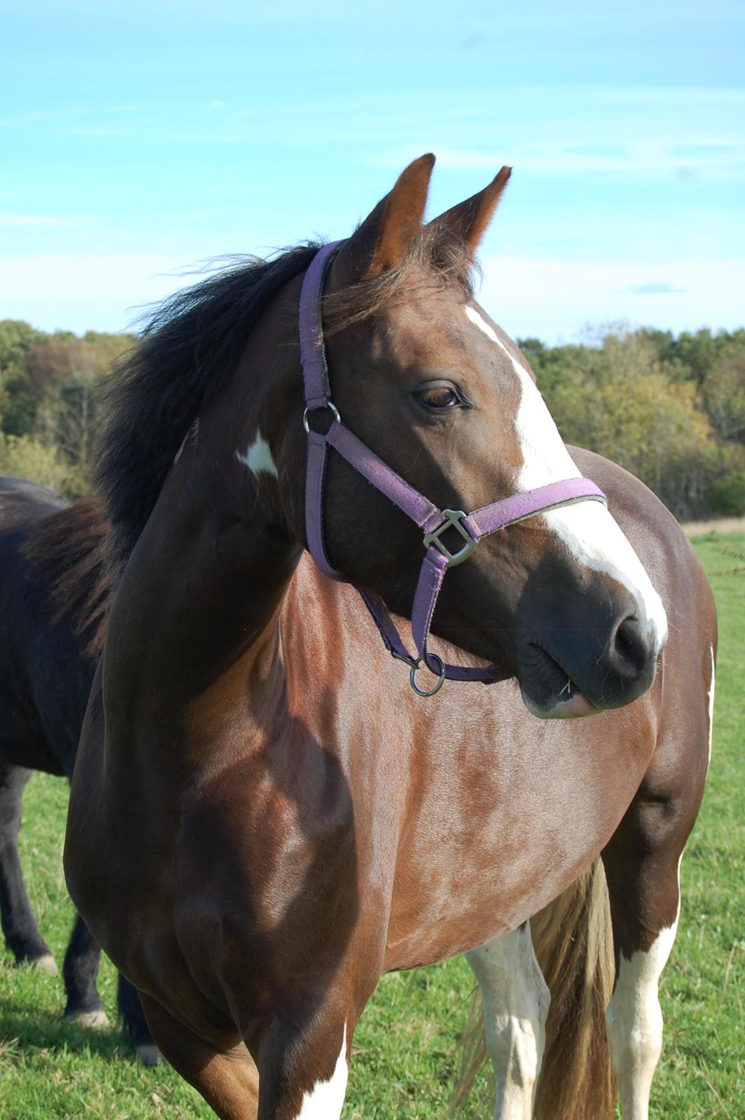 Pinto Ødegårdens Kasandra (Tidl. Lånehest) billede 12