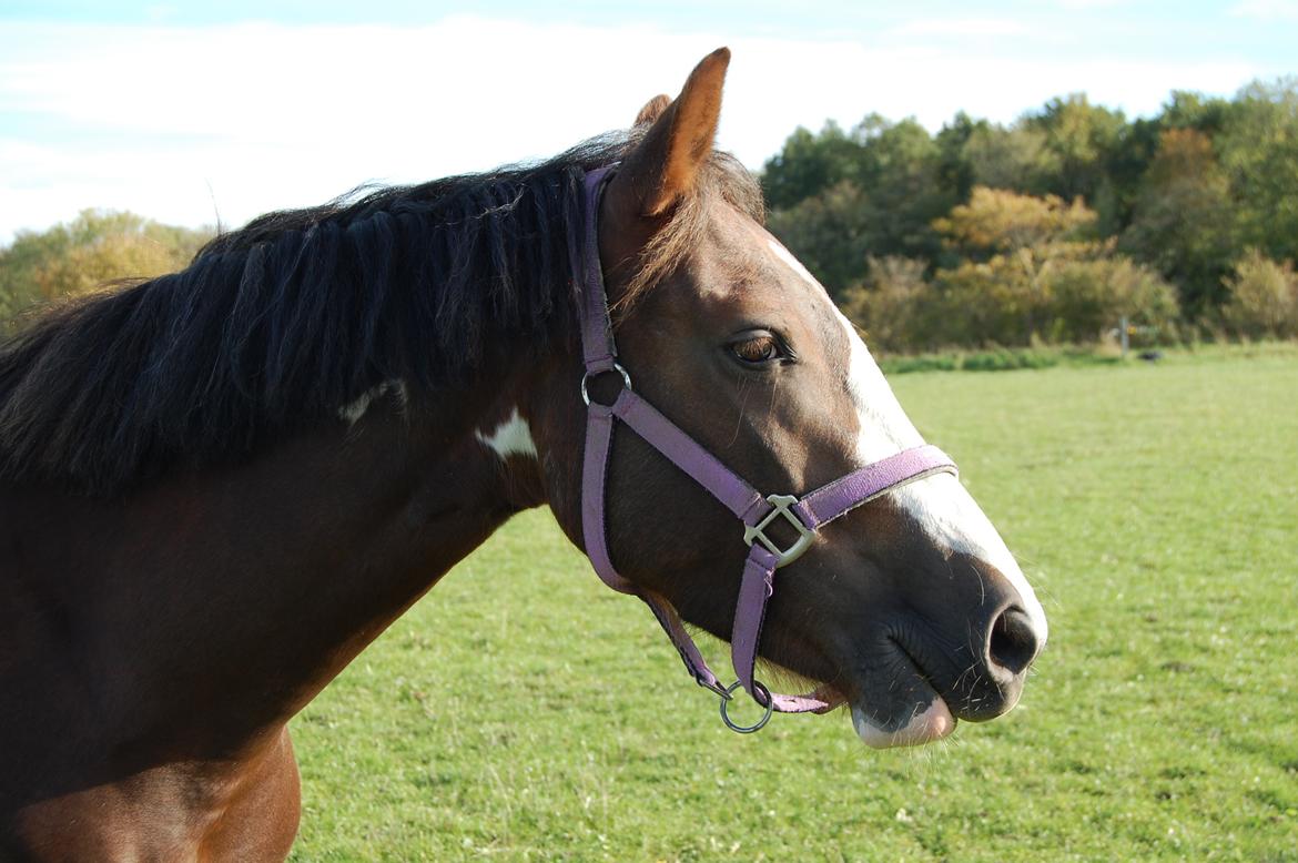 Pinto Ødegårdens Kasandra (Tidl. Lånehest) billede 13