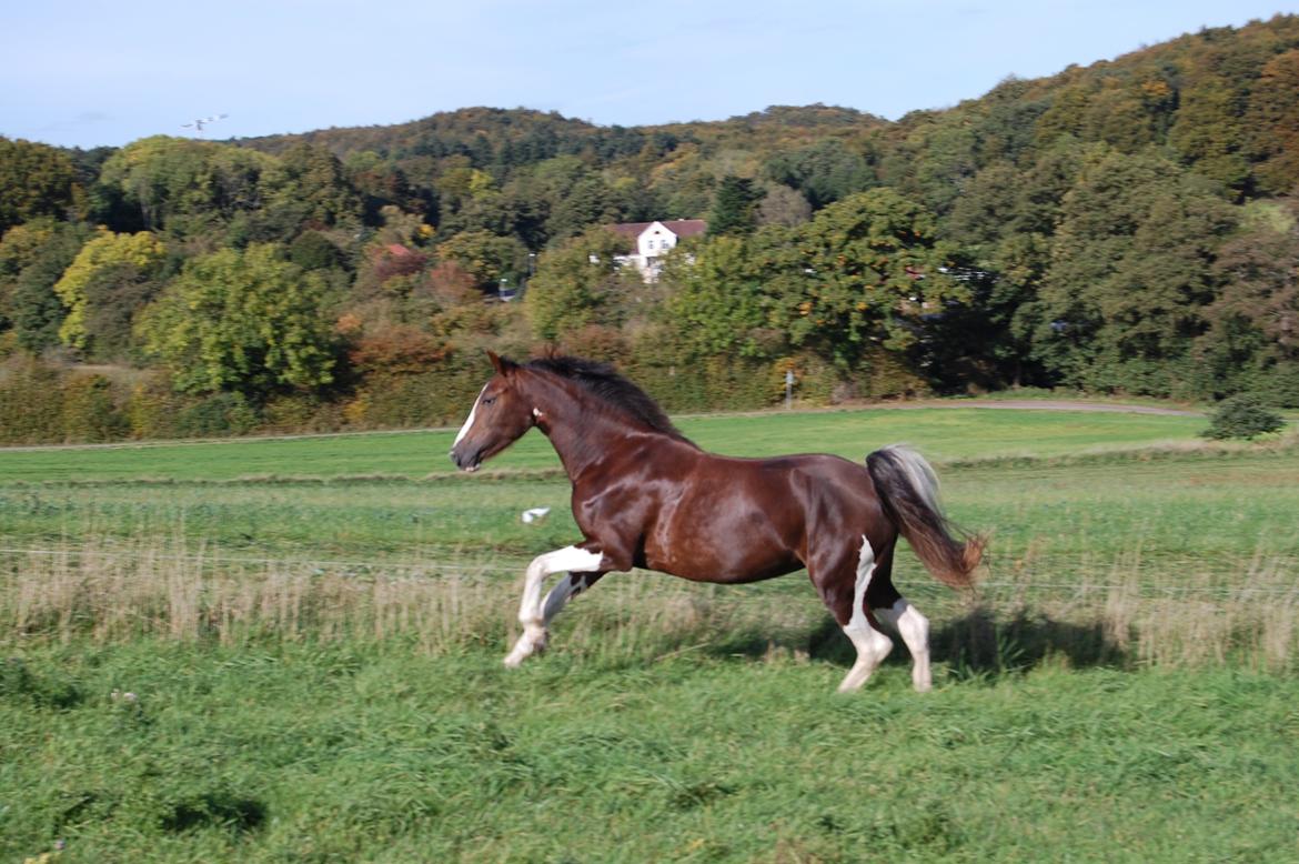 Pinto Ødegårdens Kasandra (Tidl. Lånehest) billede 1